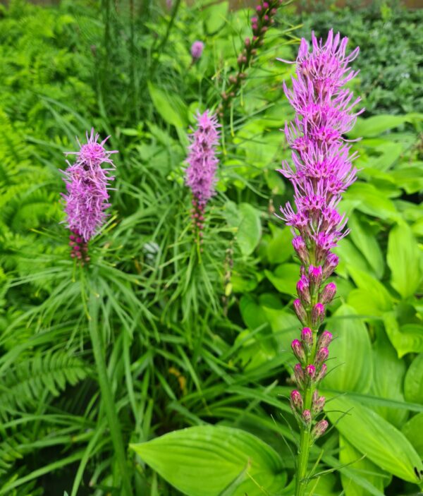 Liatris spicata