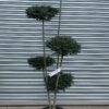 Ligustrum Delavayanum Pom Poms - 25L low bowl 140-160cm, 3 ball Pom Poms