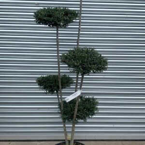Ligustrum Delavayanum Pom Poms