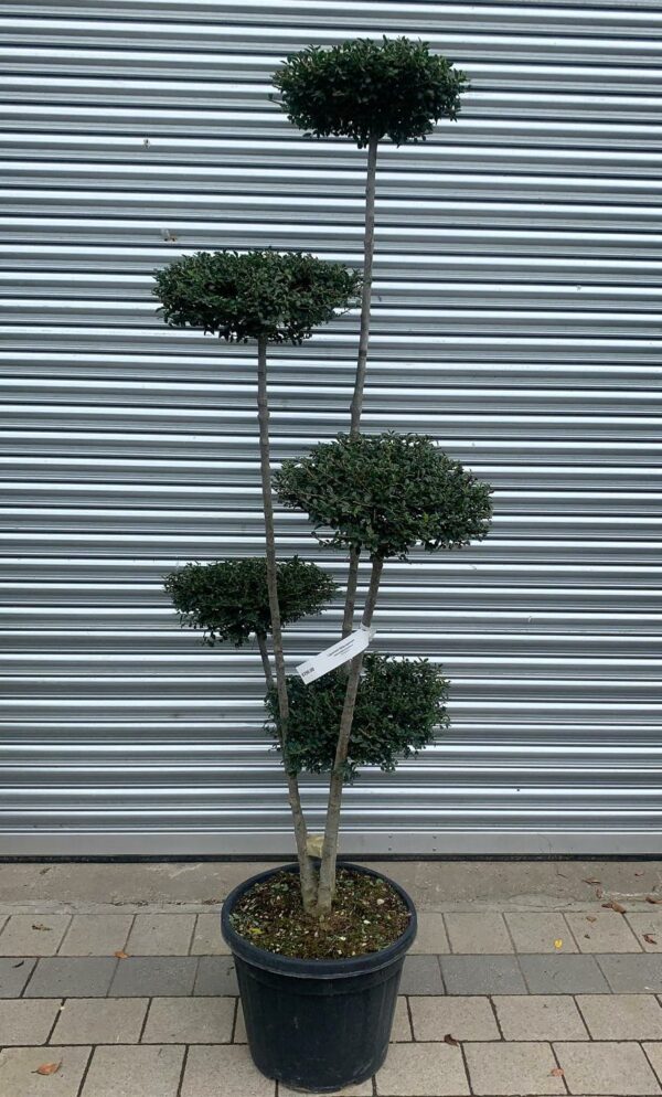 Ligustrum Delavayanum Pom Poms