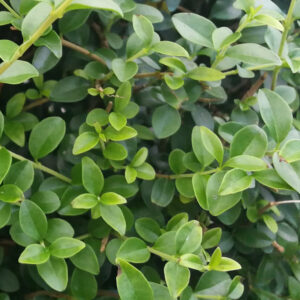 Ligustrum Jonandrum - 1/4 standard