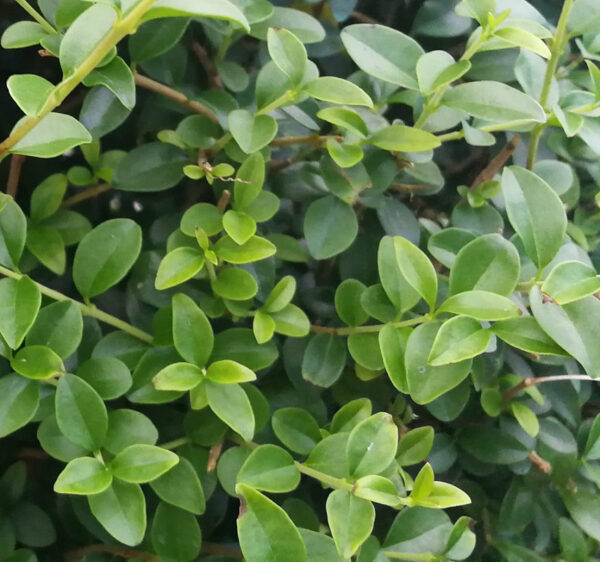 Ligustrum Jonandrum - 1/4 standard