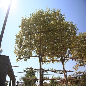 Ligustrum japonicum Aureum Standard Espalier
