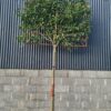 Ligustrum japonicum Standard Espalier - 25L 10-12cm girth, 1.9m stem, frame 1.2m W x 1.2m H