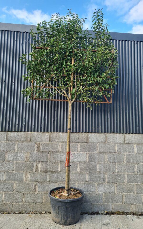 Ligustrum japonicum Standard Espalier