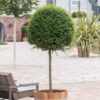 Ligustrum delavayanum - 1/4 Standard - 15L 30-35cm head, 1/4 Standard