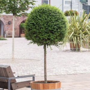 Ligustrum delavayanum - 1/4 Standard