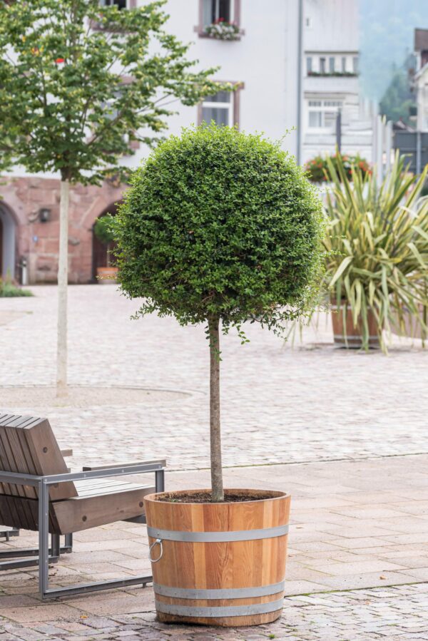 Ligustrum delavayanum - 1/4 Standard
