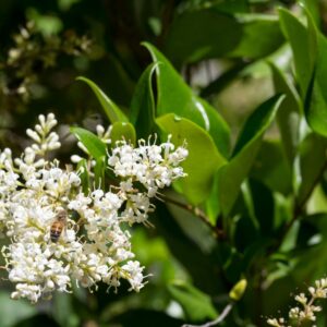 Ligustrum texanum Espalier frame