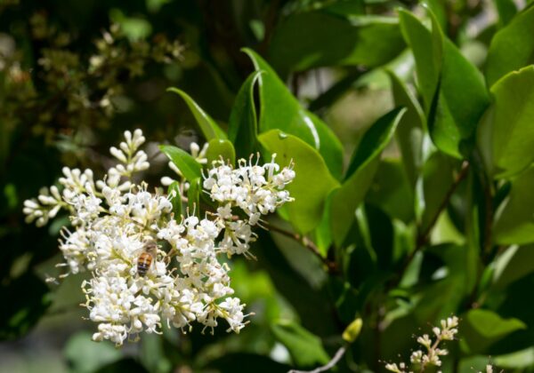 Ligustrum texanum Espalier frame