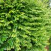 Ligustrum ovalifolium 'Aureum' / Golden Privet - 80-100cm Rootballed
