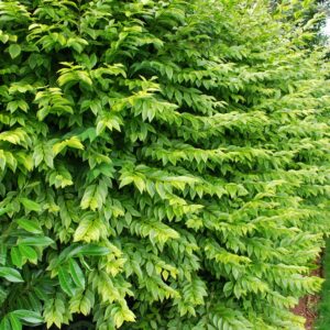 Ligustrum ovalifolium 'Aureum' / Golden Privet