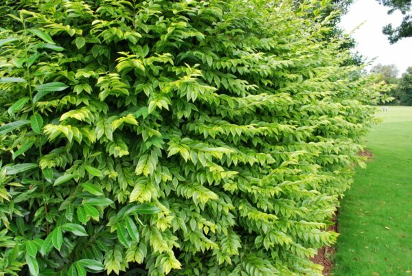 Ligustrum ovalifolium 'Aureum' / Golden Privet