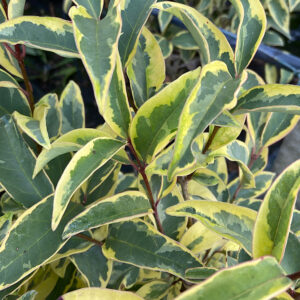 Ligustrum lucidum 'Excelsum Superbum'