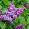 Syringa vulgaris - 130L 200-250cm, Multi-Stem