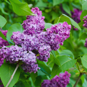 Syringa vulgaris