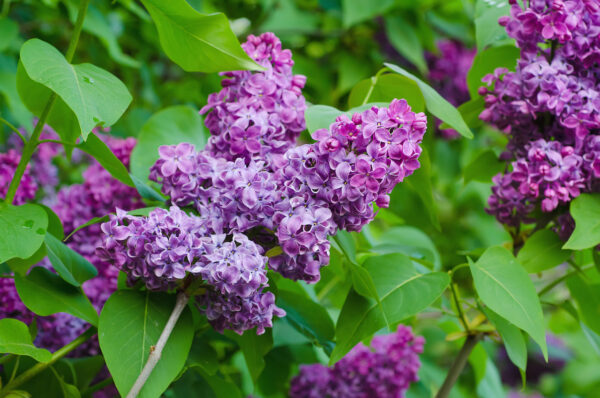 Syringa vulgaris