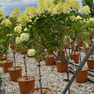 Hydrangea 1/4 Standard Trees