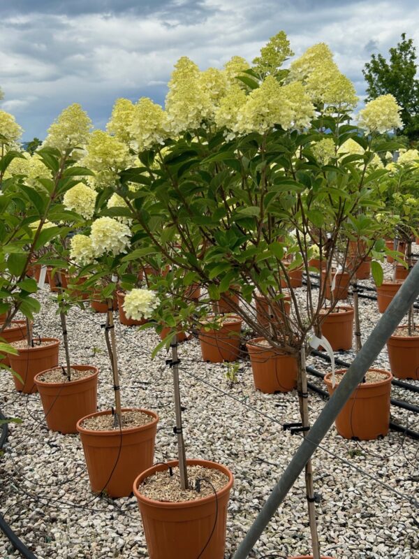 Hydrangea 1/4 Standard Trees