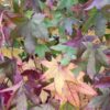 Liquidambar styraciflua Espalier - 70L 90cm clear stem, frame 180cm H x 120cm W