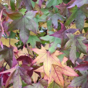 Liquidambar styraciflua Espalier