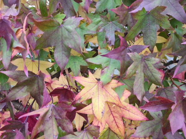 Liquidambar styraciflua Espalier