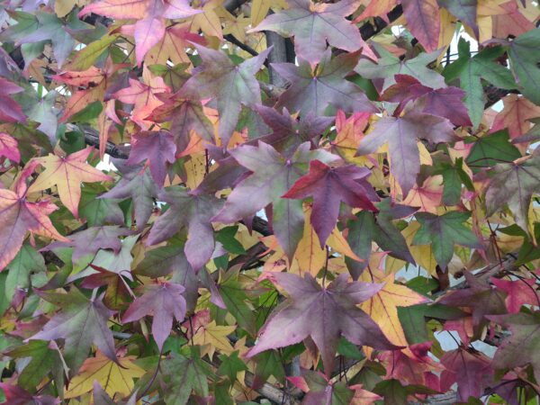 Liquidambar styraciflua 'Gumball' Pom Poms - Image 3