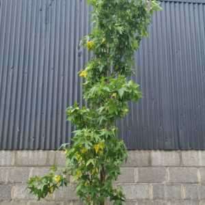 Liquidambar styraciflua 'Slender Silhouette'
