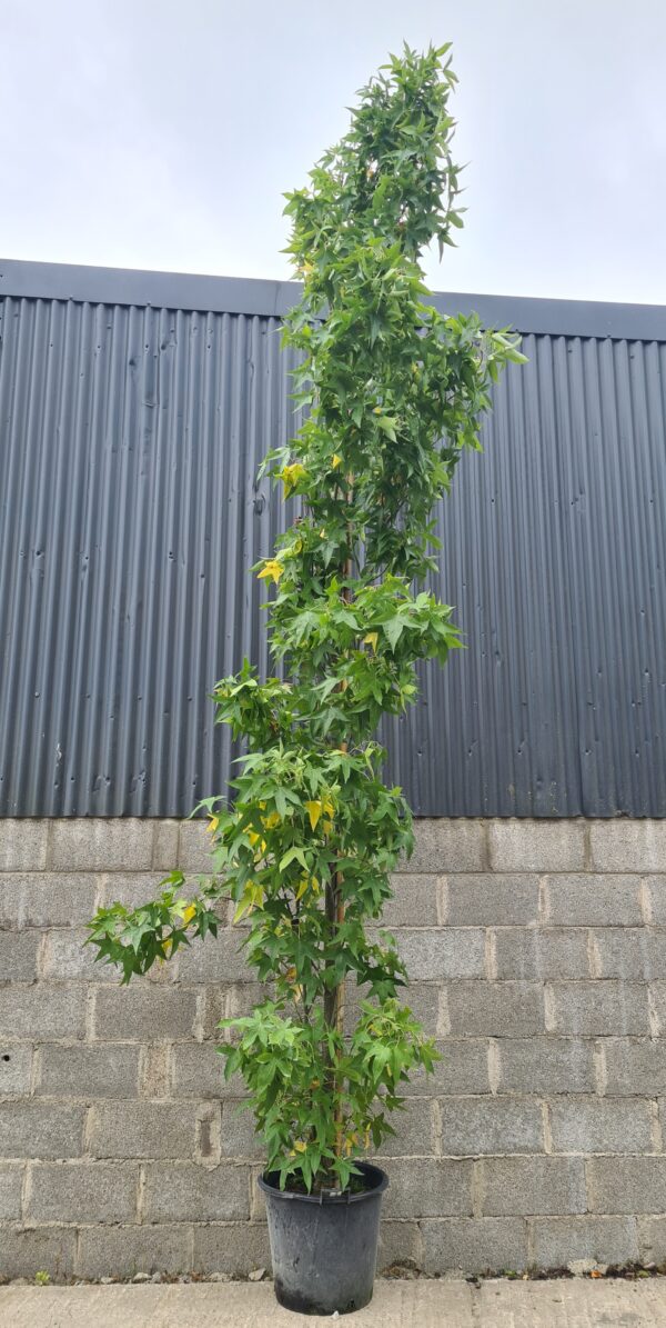 Liquidambar styraciflua 'Slender Silhouette'