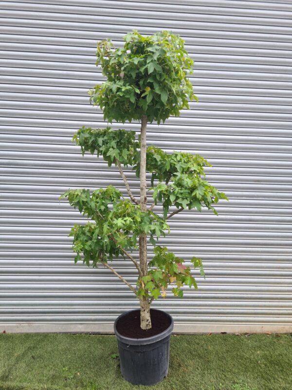 Liquidambar styraciflua 'Gumball' Pom Poms - Image 2