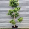 Liquidambar styraciflua 'Gumball' Pom Poms - 35L 200-250cm