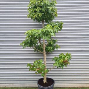 Liquidambar styraciflua 'Gumball' Pom Poms