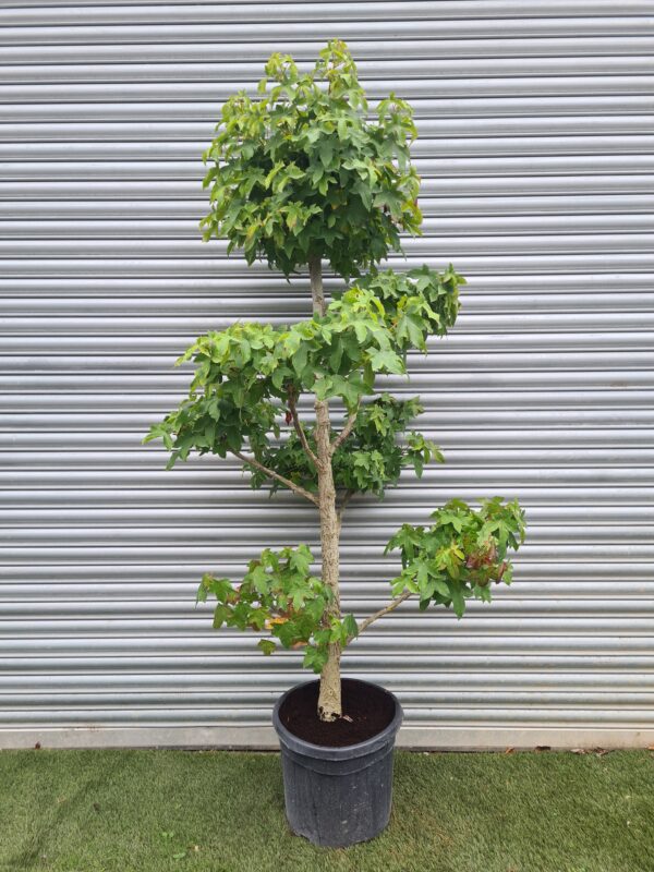 Liquidambar styraciflua 'Gumball' Pom Poms