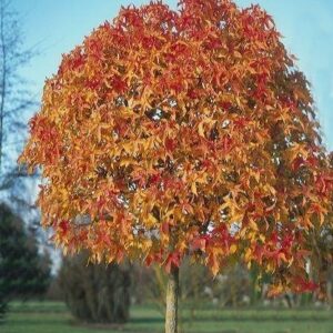 Liquidambar styraciflua 'Gumball'