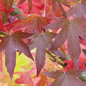 Liquidambar styraciflua 'Gumball' - 1/4 Standard