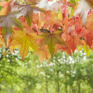 Liquidambar styraciflua