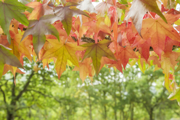 Liquidambar styraciflua