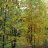 Liriodendron Tulipifera specimen multistem - 110L 200-250cm tall, multistem