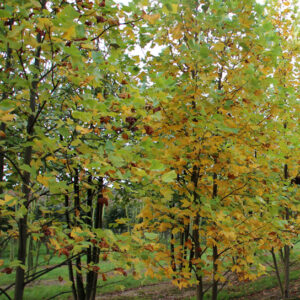 Liriodendron Tulipifera specimen multistem