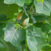 Liriodendron tulipifera - 20-25cm girth, 3.5-4m tall, Rootballed