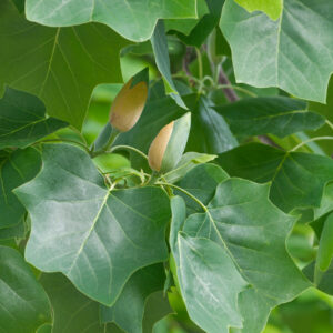 Liriodendron tulipifera