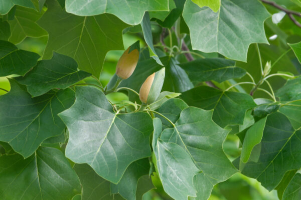 Liriodendron tulipifera