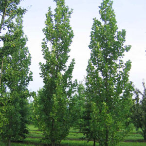 Liriodendron tulipifera Fastigiata