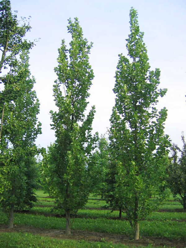 Liriodendron tulipifera Fastigiata
