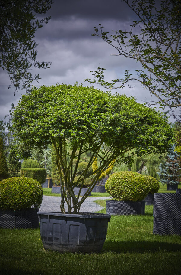 Ilex Blue Princess