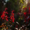 Lobelia cardinalis Queen Victoria - 2L