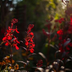 Lobelia cardinalis Queen Victoria