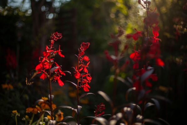 Lobelia cardinalis Queen Victoria
