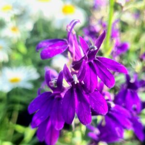 Lobelia speciosa 'Starship Blue'