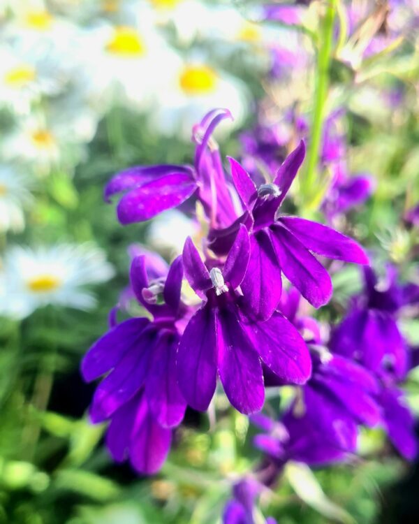 Lobelia speciosa 'Starship Blue'